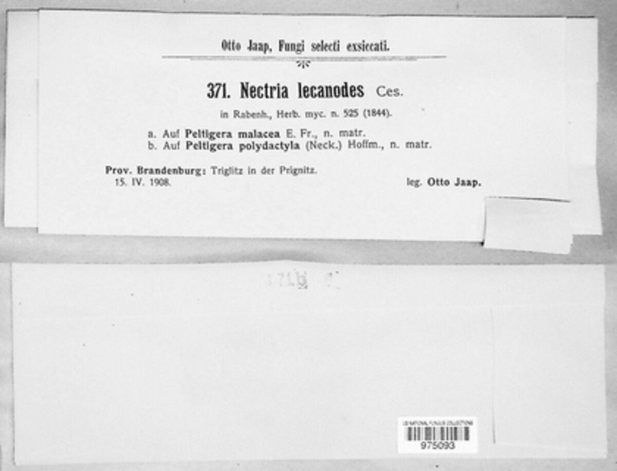 Nectriopsis image